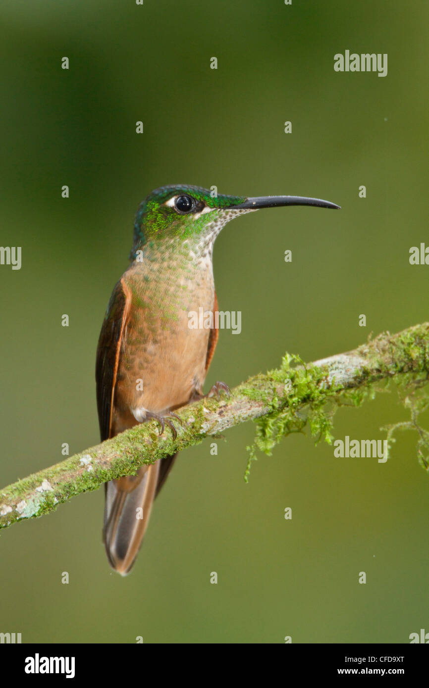 Fawn-breasted brillante (Heliodoxa rubinoides) appollaiato su un ramo in Ecuador. Foto Stock