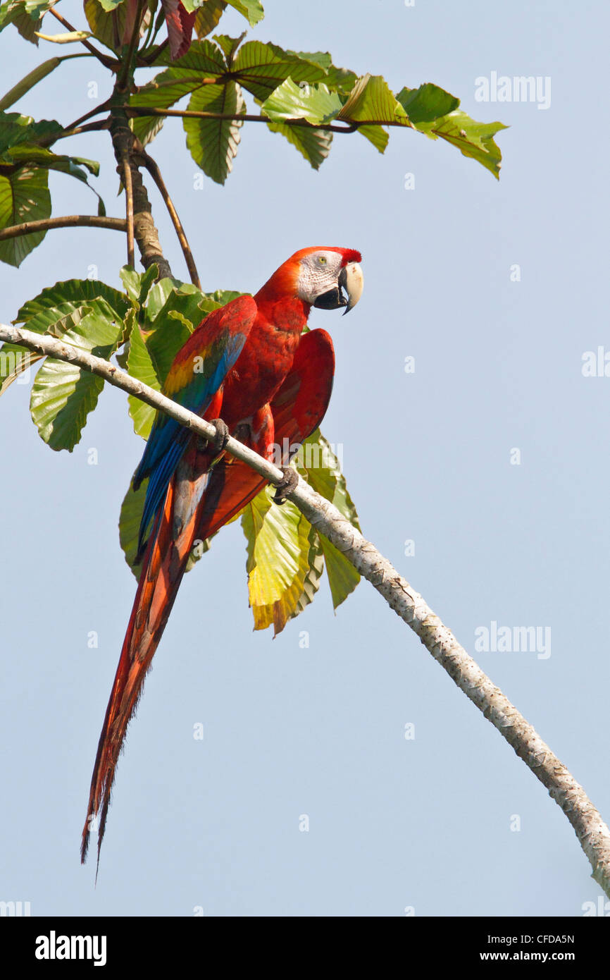 Scarlet Macaw (Ara macao) appollaiato su un ramo in Ecuador. Foto Stock