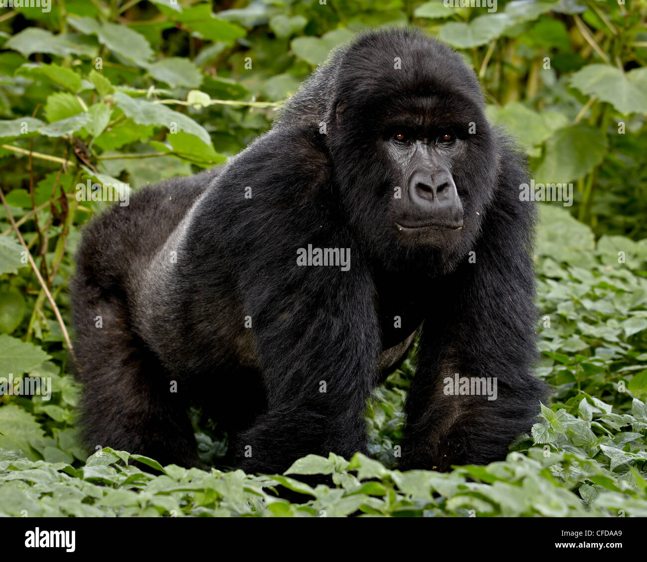 Gorilla di Montagna (Gorilla beringei Gorilla Silverback) del gruppo Umubano di nome Charles, Parco Nazionale Vulcani, Ruanda Foto Stock