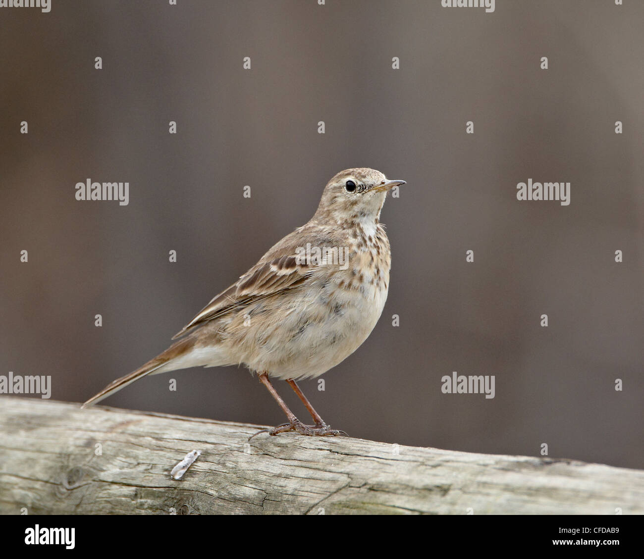 American pipit (Anthus rubescens rubescens), San Jacinto Area faunistica, California, Stati Uniti d'America, Foto Stock