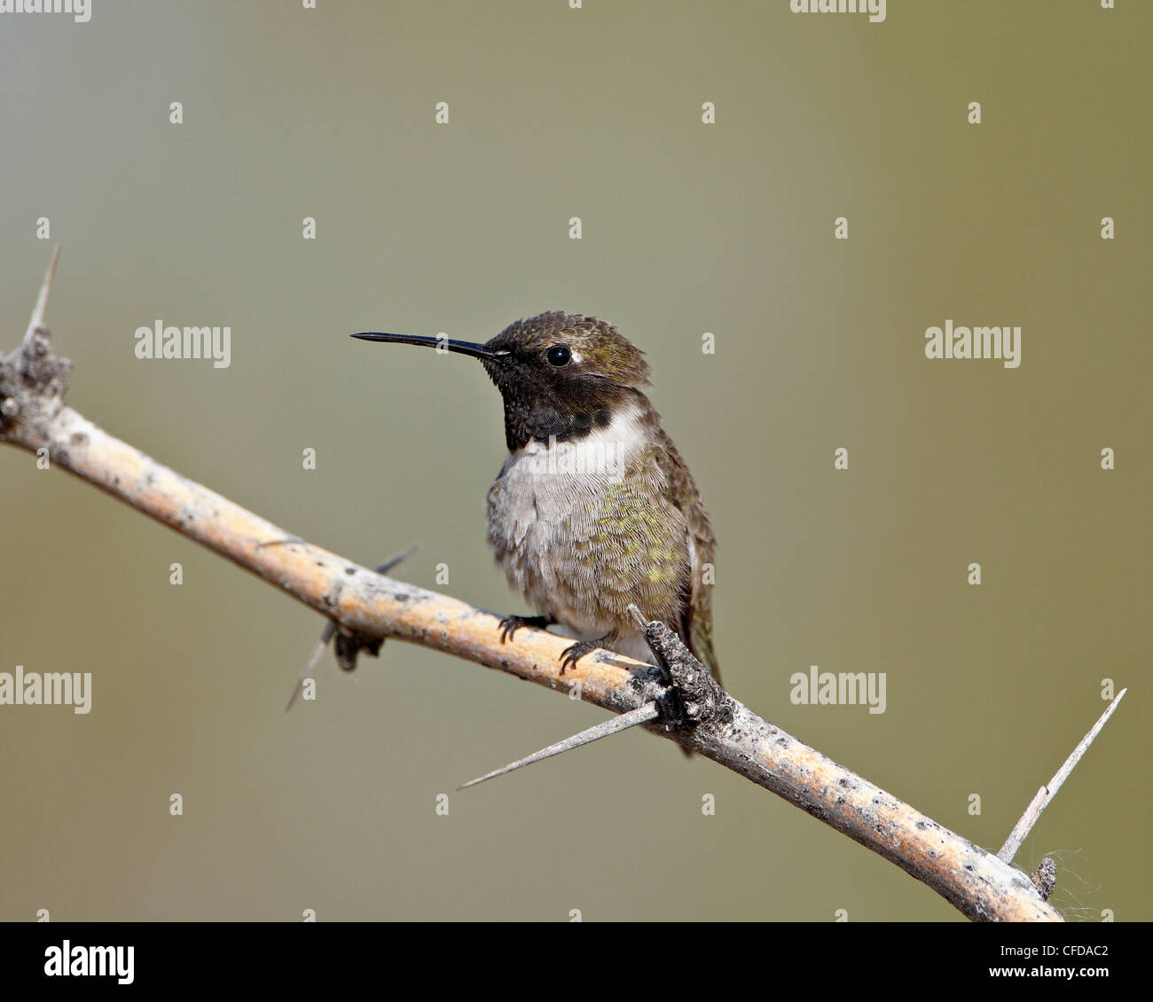 Nero-chinned hummingbird (Archilochus alexandri), Sweetwater zone umide, Tucson, Arizona, Stati Uniti d'America, Foto Stock