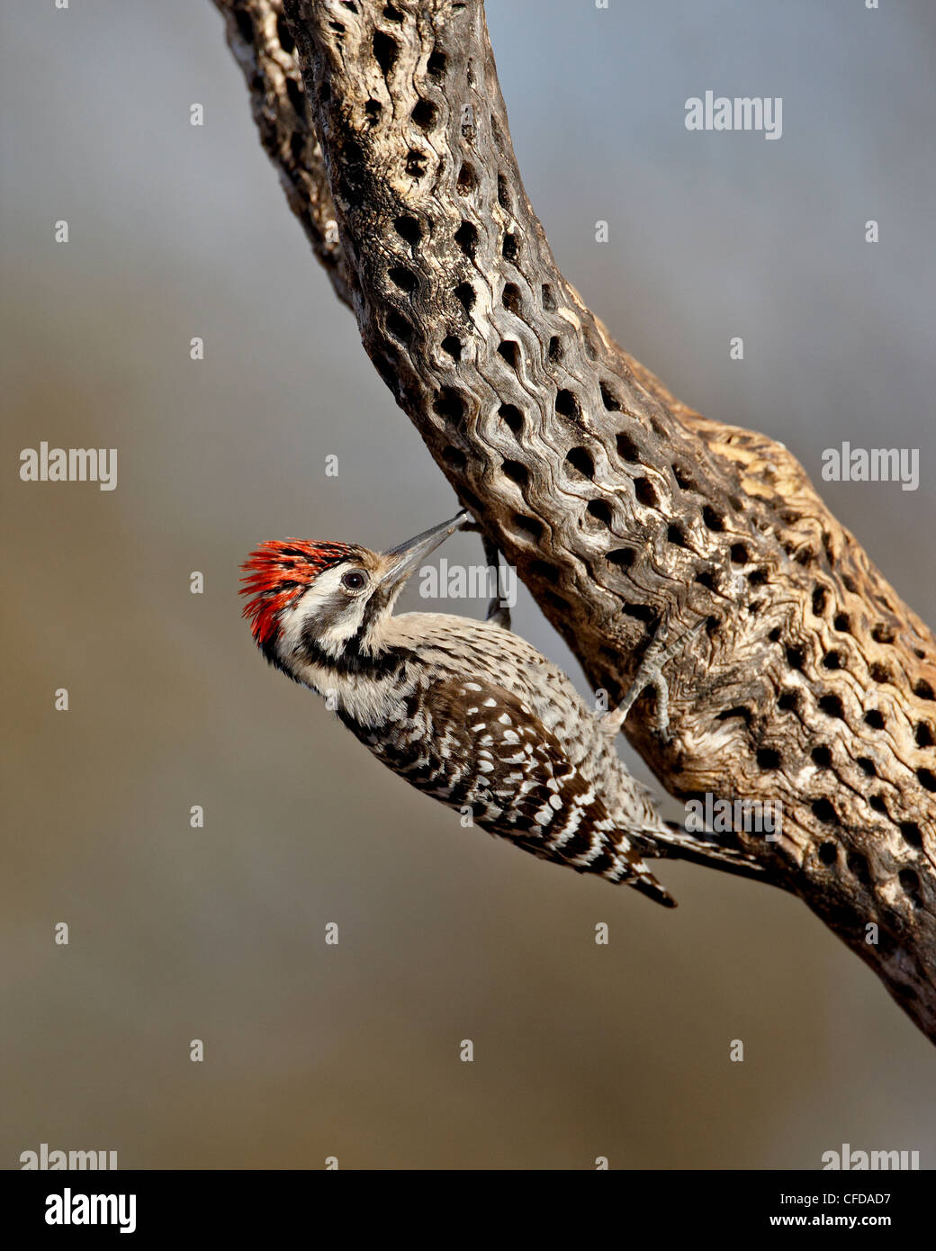 Scaletta maschio-backed woodpecker (Picoides scalaris), lo stagno, Amado, Arizona, Stati Uniti d'America, Foto Stock