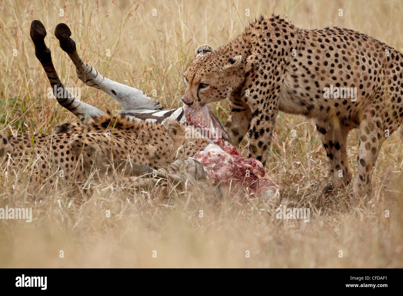 Due ghepardo (Acinonyx jubatus) in corrispondenza di una zebra kill, Kruger National Park, Sud Africa e Africa Foto Stock Due ghepardo (Acinonyx jubatus) in corrispondenza di una zebra kill, Kruger National Park, Sud Africa e Africa Foto Stock