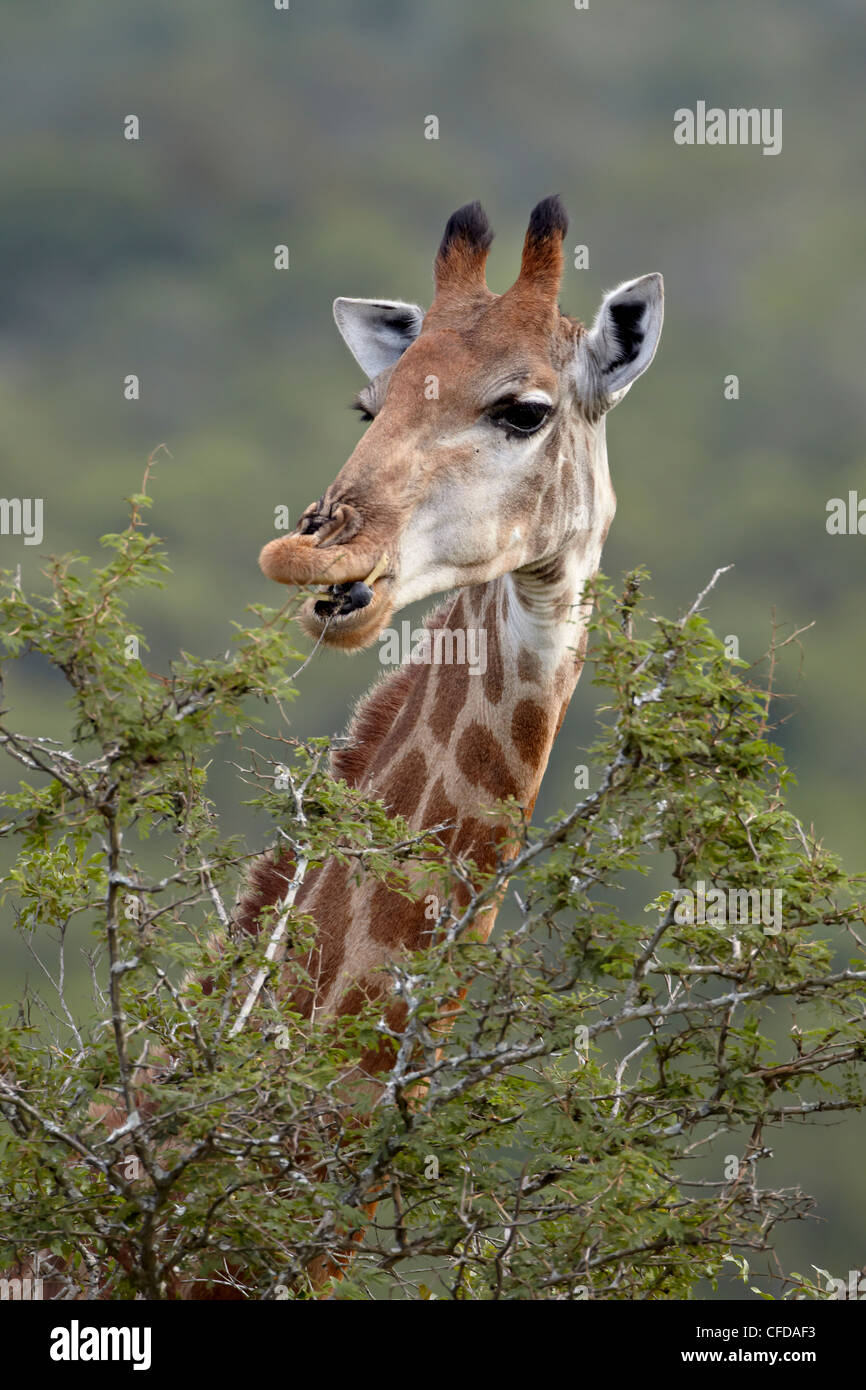 Cape giraffe (Giraffa camelopardalis giraffa) mangiare, la Hluhluwe Game Reserve, Sud Africa e Africa Foto Stock
