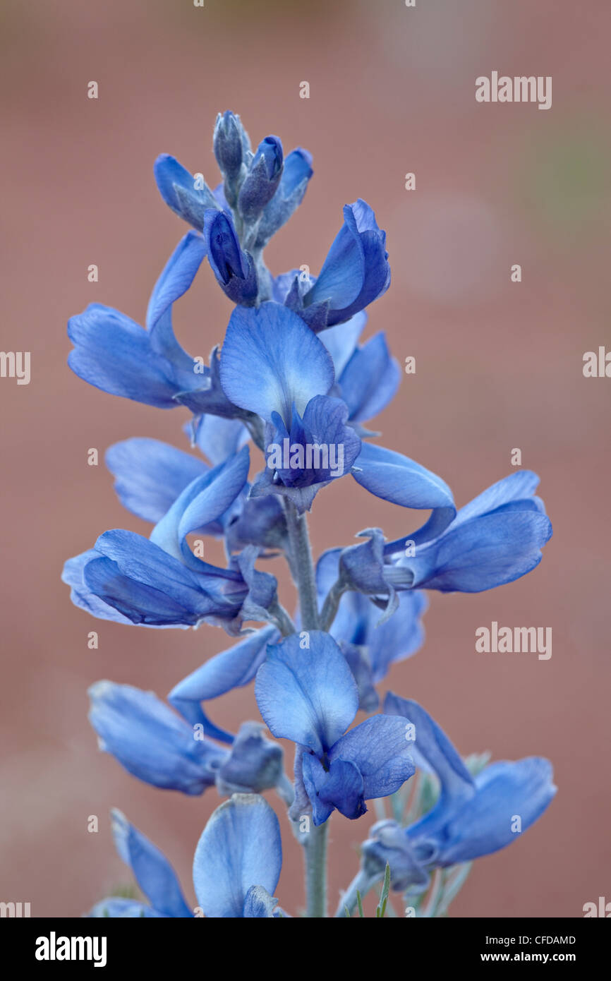 Argenteo (sophora Sophora stenophylla), Canyon Country, Utah, Stati Uniti d'America, Foto Stock