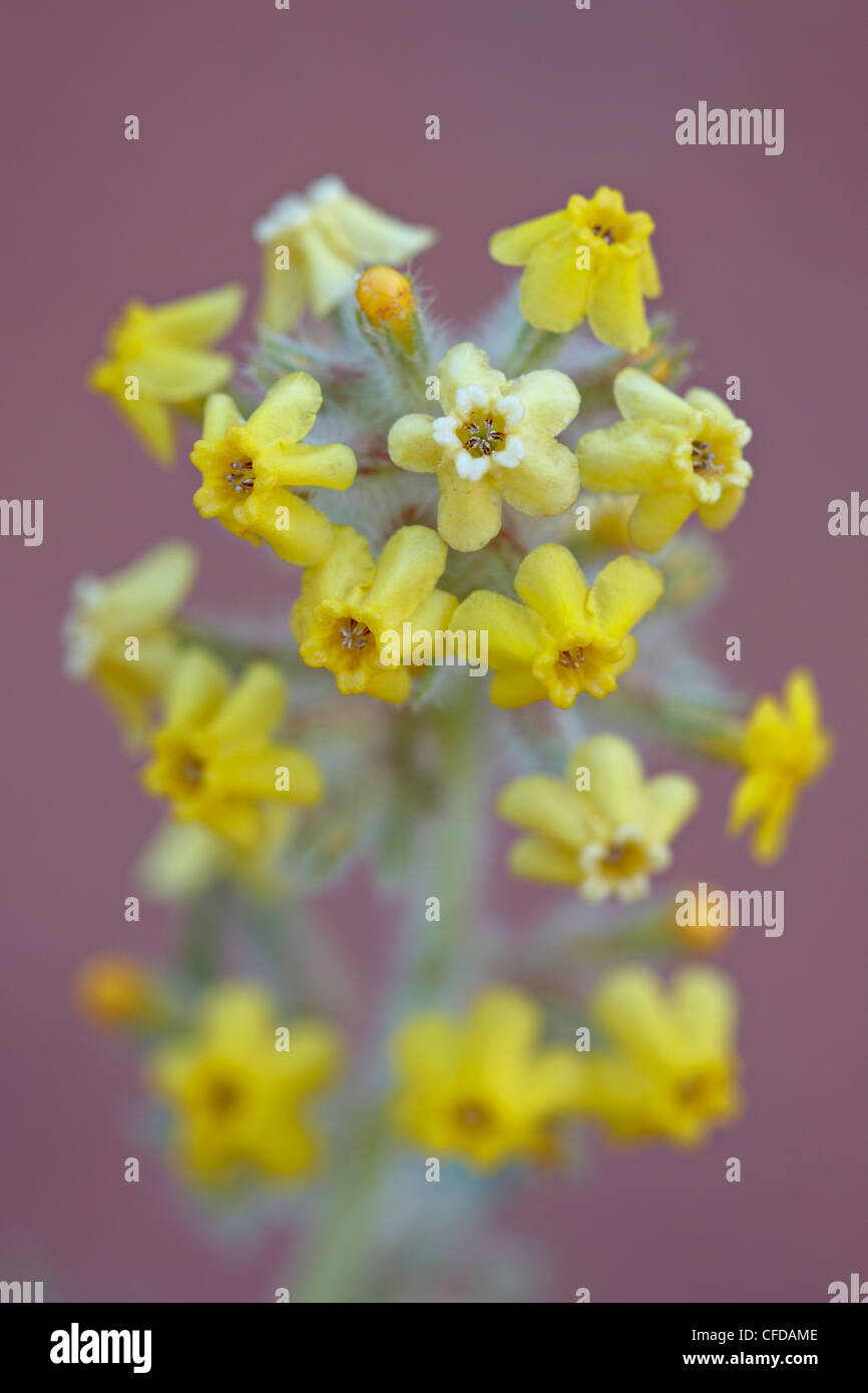 Giallo (cryptanth Plateau catseye giallo) (Cryptantha flava), Canyon Country, Utah, Stati Uniti d'America Foto Stock