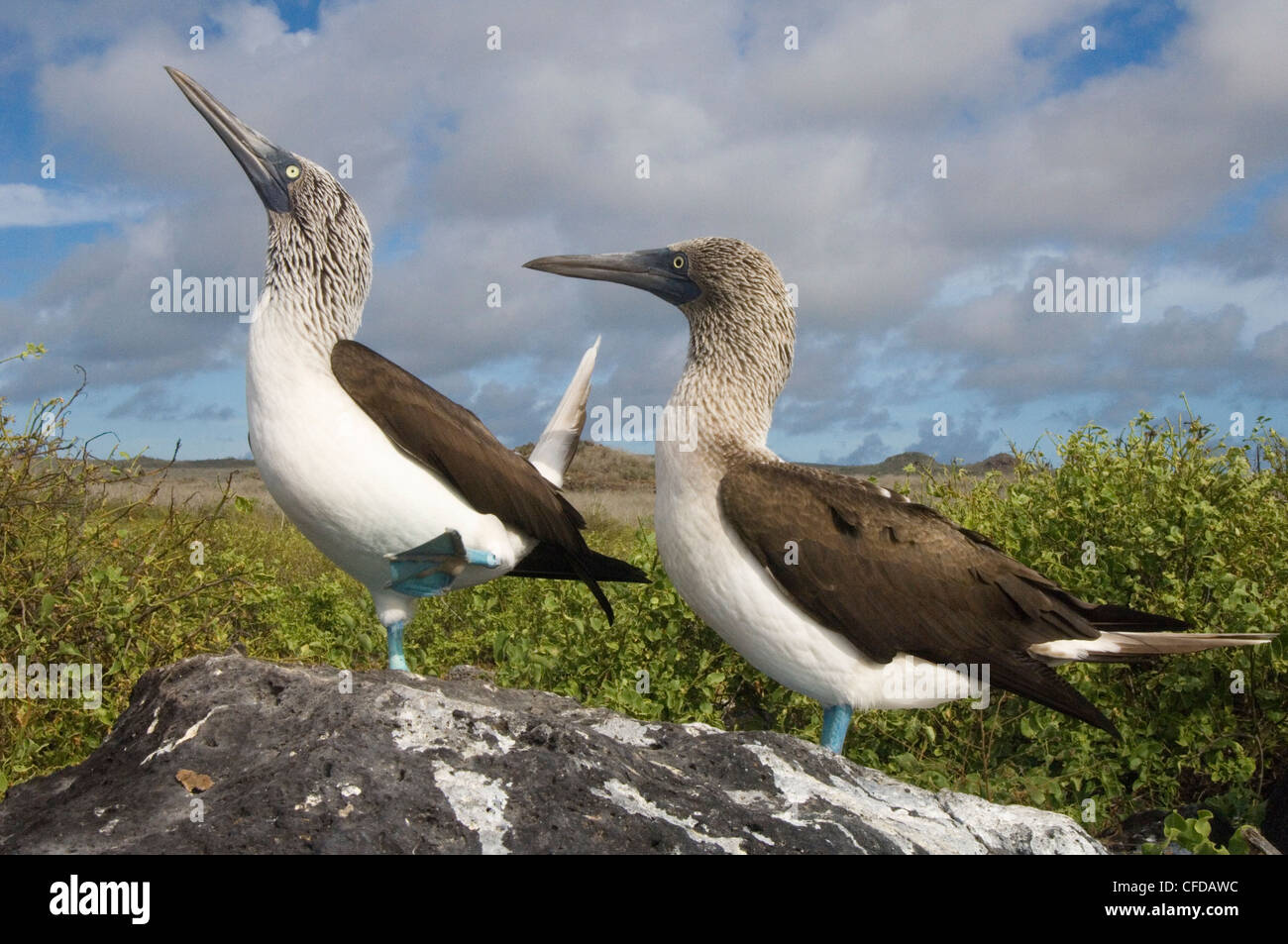 Blu-footed booby corteggiamento, Punto Cevallos, Espanola (il cofano) isola, isole Galapagos, Ecuador, Sud America. Foto Stock