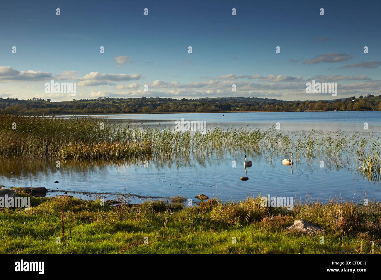 I cigni sul lago Llangorse, Parco Nazionale di Brecon Beacons, Wales, Regno Unito Foto Stock