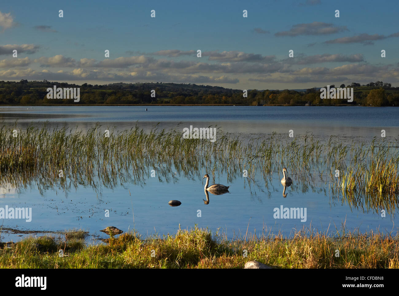 I cigni sul lago Llangorse, Parco Nazionale di Brecon Beacons, Wales, Regno Unito Foto Stock