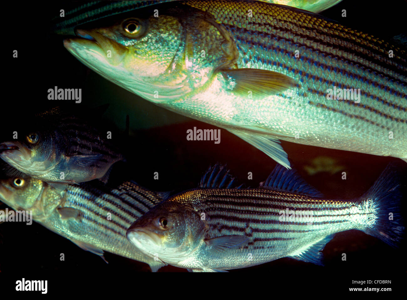 Striped Bass (Morone saxatilis) Foto Stock