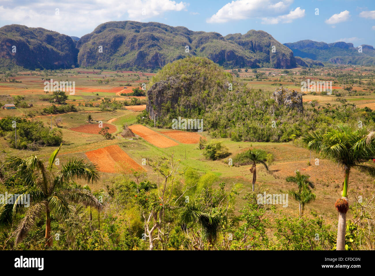 Agricoltura nella drammatica Valle de Vinales, Sito Patrimonio Mondiale dell'UNESCO, Pinar del Rio Provincia, Cuba, West Indies Foto Stock