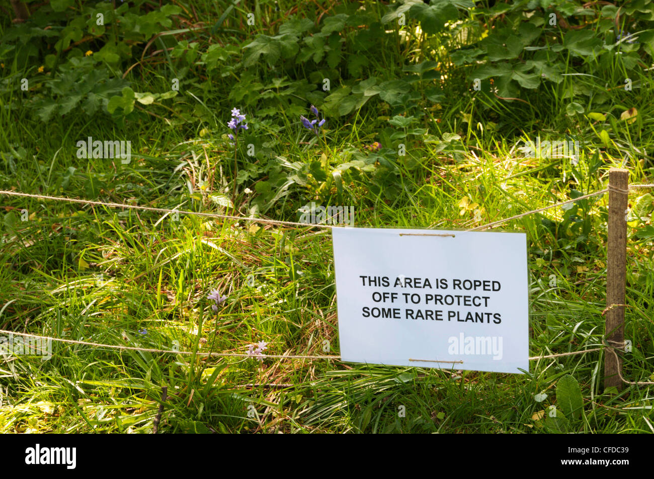 Segno di avvertimento di piante rare in uno di Cornovaglia Living Churchyards. Foto Stock