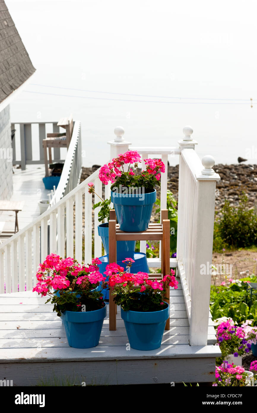 Fioriere, Castilia, , Grand Manan Island, Baia di Fundy, New Brunswick, Canada Foto Stock