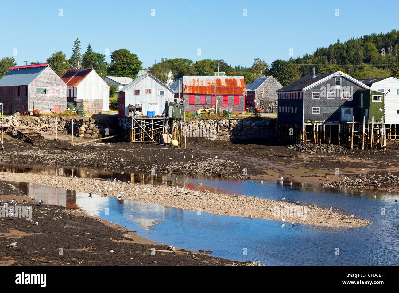 La bassa marea, Guarnizione Cove, Grand Manan Island, Baia di Fundy, New Brunswick, Canada Foto Stock
