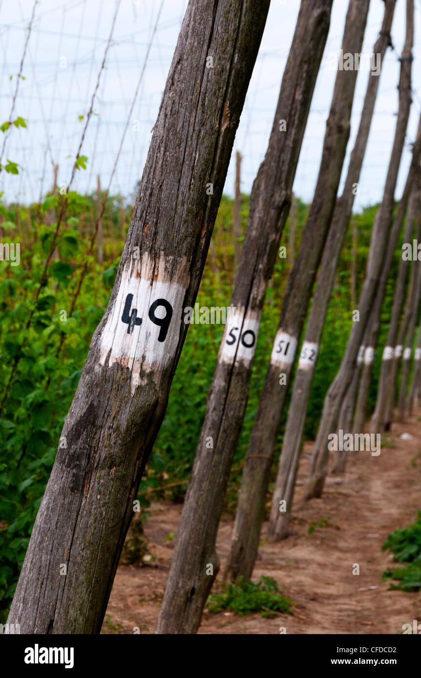 Il luppolo su pali in un campo di luppolo in campagna di Kent. Foto Stock