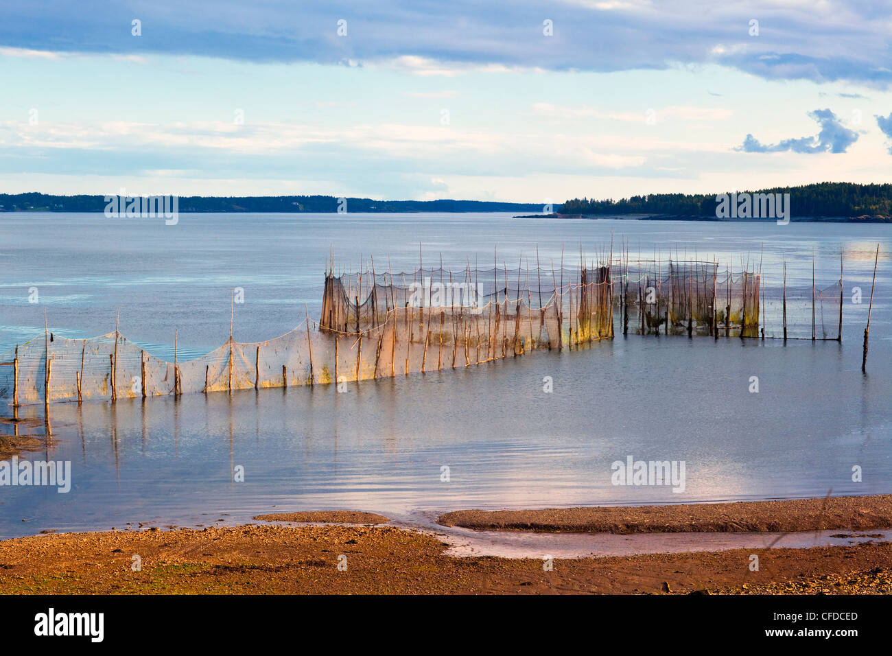 Weir net, cervi Isola, Baia di Fundy, New Brunswick, Canada Foto Stock