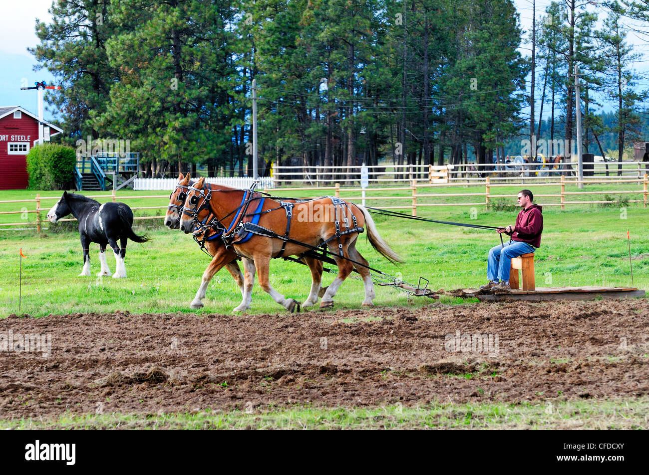 L'uomo controlla un team belga di cavalli come essi arare un campo a Fort Steele vicino a Cranbrook, British Columbia, Canada Foto Stock