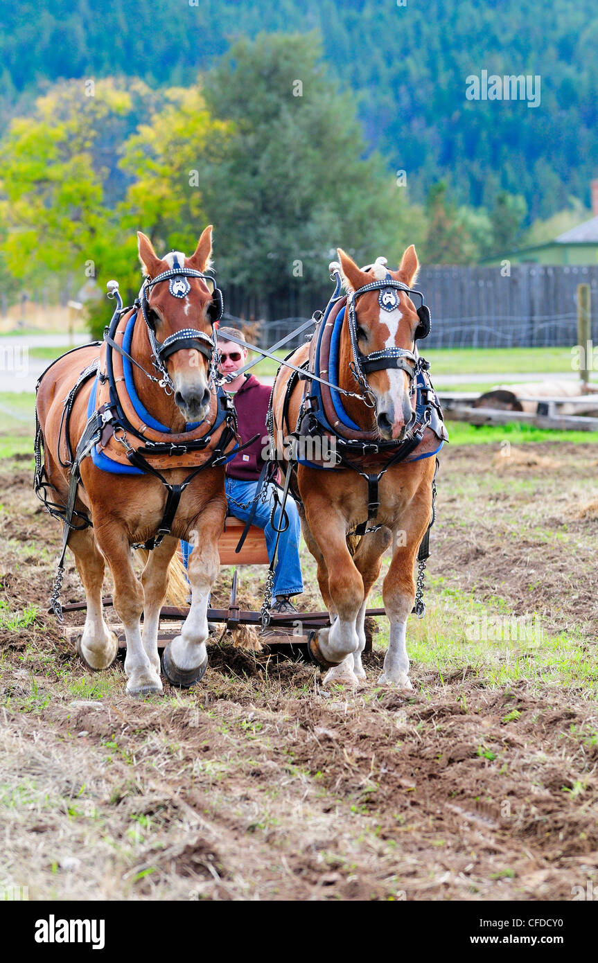 L'uomo controlla un team belga di cavalli come essi arare un campo a Fort Steele vicino a Cranbrook, British Columbia, Canada Foto Stock