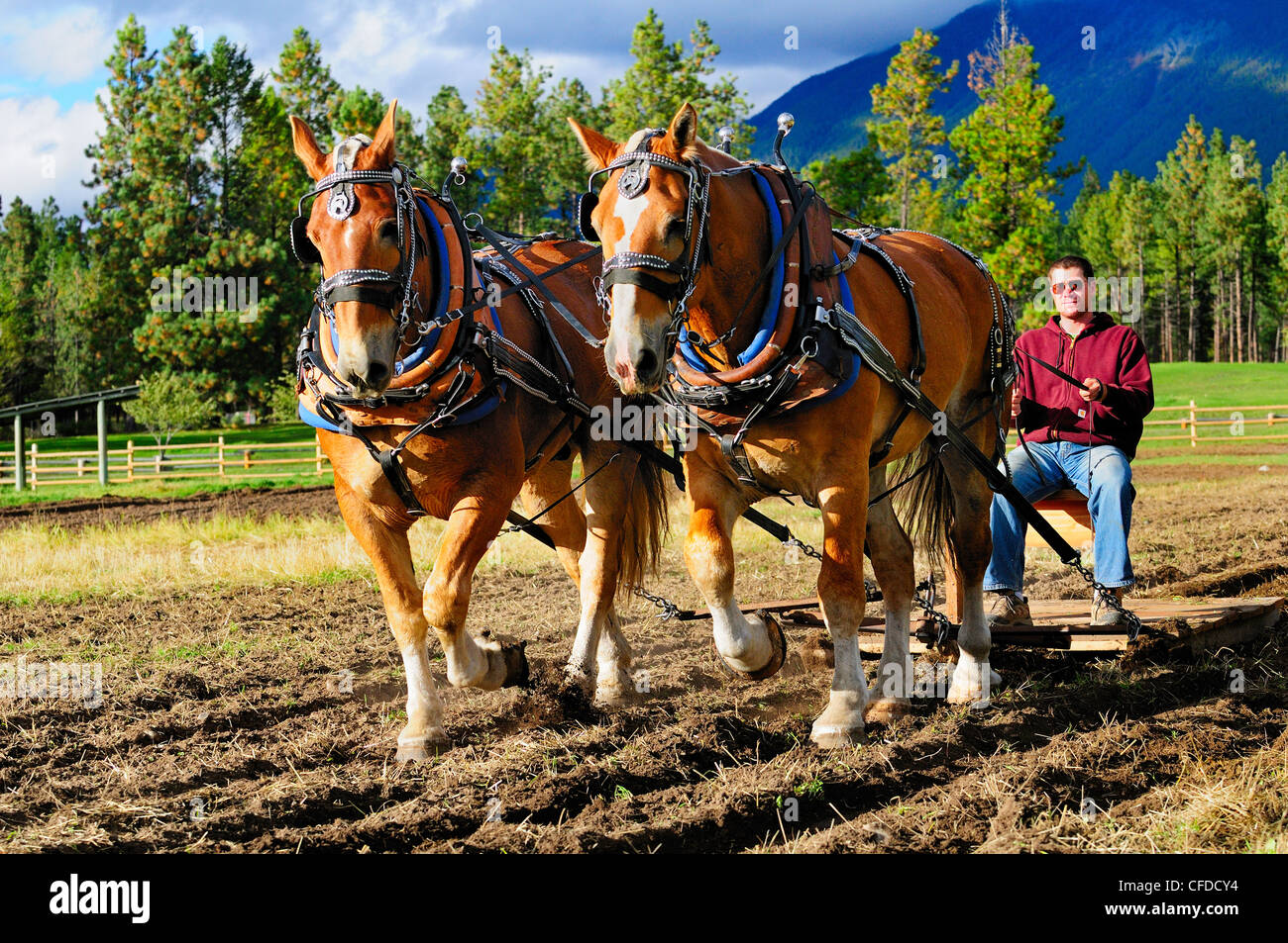 L'uomo controlla un team belga di cavalli come essi arare un campo a Fort Steele vicino a Cranbrook, British Columbia, Canada Foto Stock