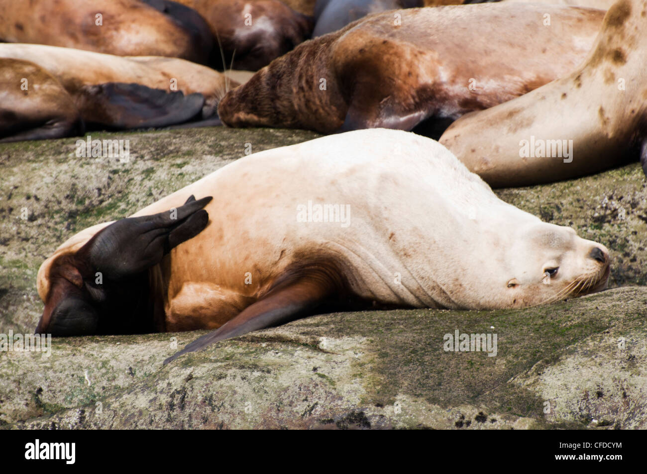 Un leone di mare graffi il suo ventre su Norris Rock, British Columbia, Canada Foto Stock