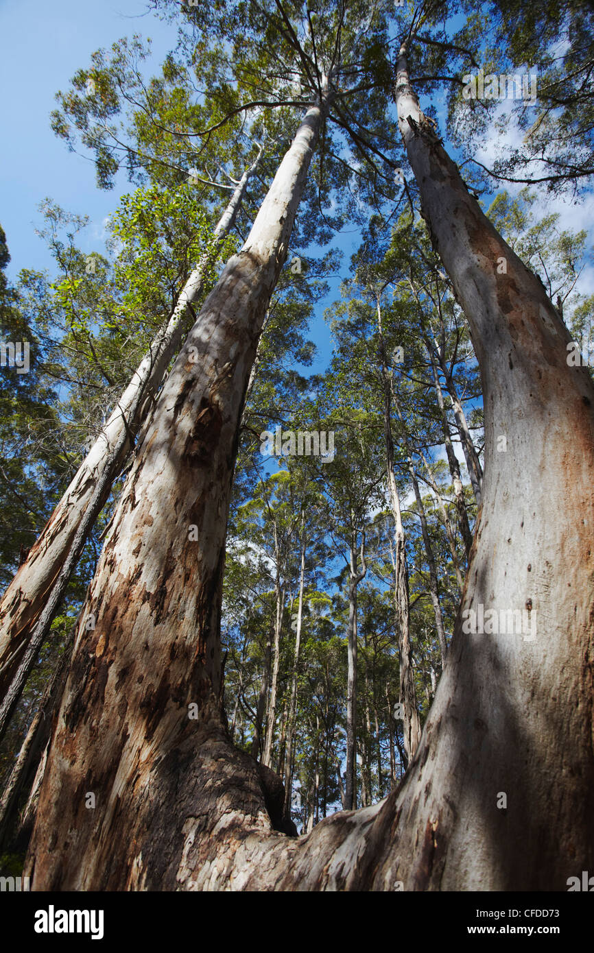 Karri alberi in Gloucester National Park, Pemberton, Australia occidentale, Australia Pacific Foto Stock
