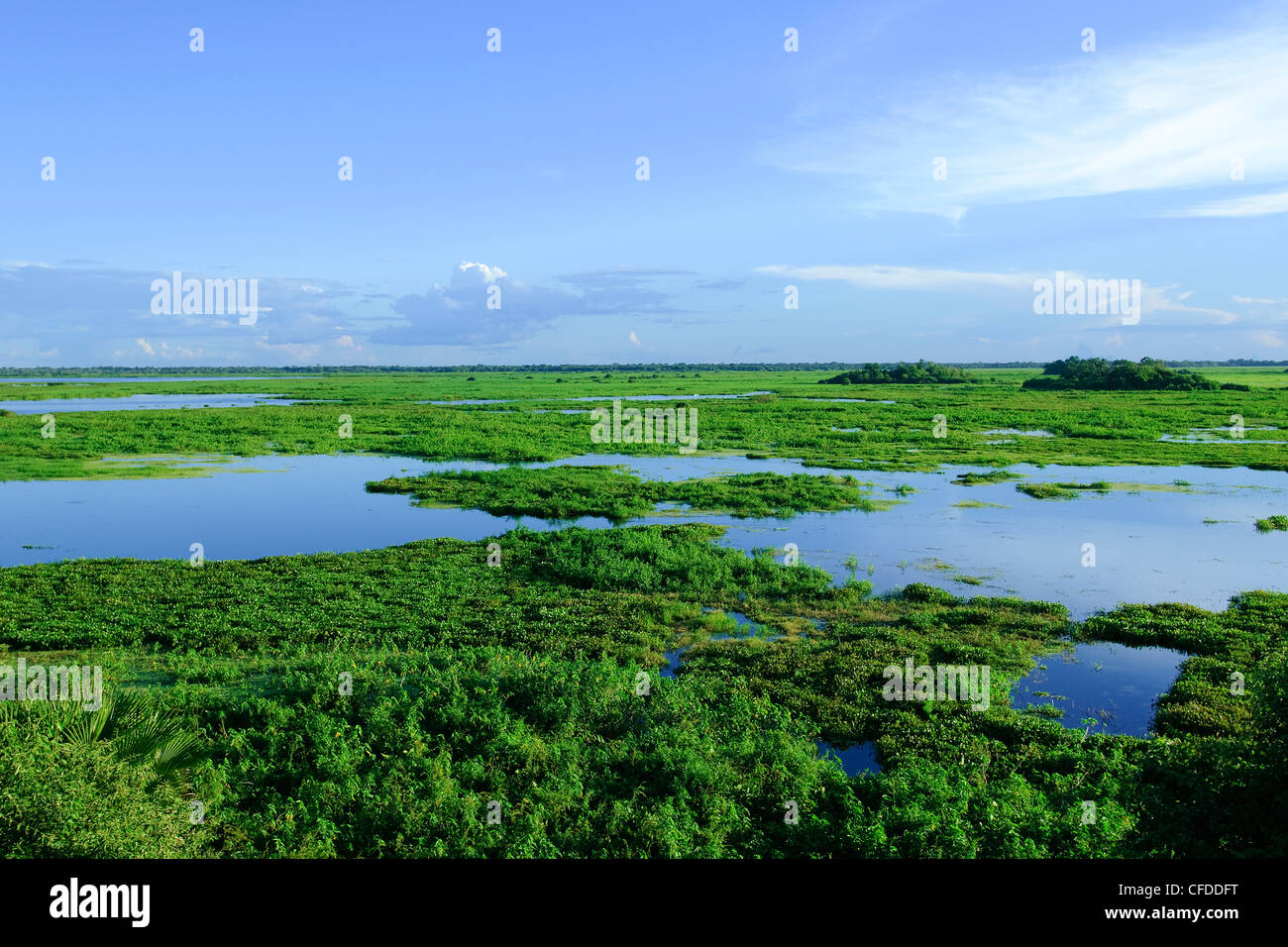 Pantanal zone umide, Southwestern Brasile, Sud America Foto Stock