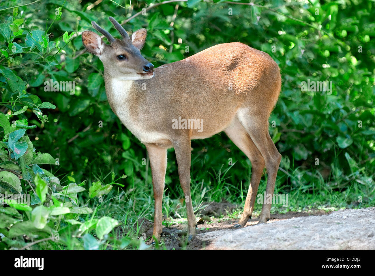 Red brocket deer (Mazama americana), Pantanal zone umide, Southwestern Brasile, Sud America Foto Stock