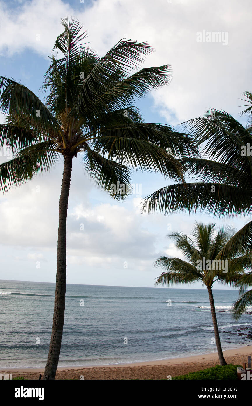 Le palme di una spiaggia di Kauai, Hawaii. Foto Stock