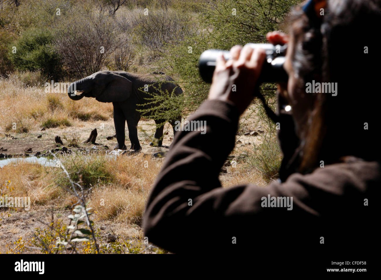 Elefante africano e turistico a safari, Madikwe Game Reserve, Madikwe, Sud Africa e Africa Foto Stock