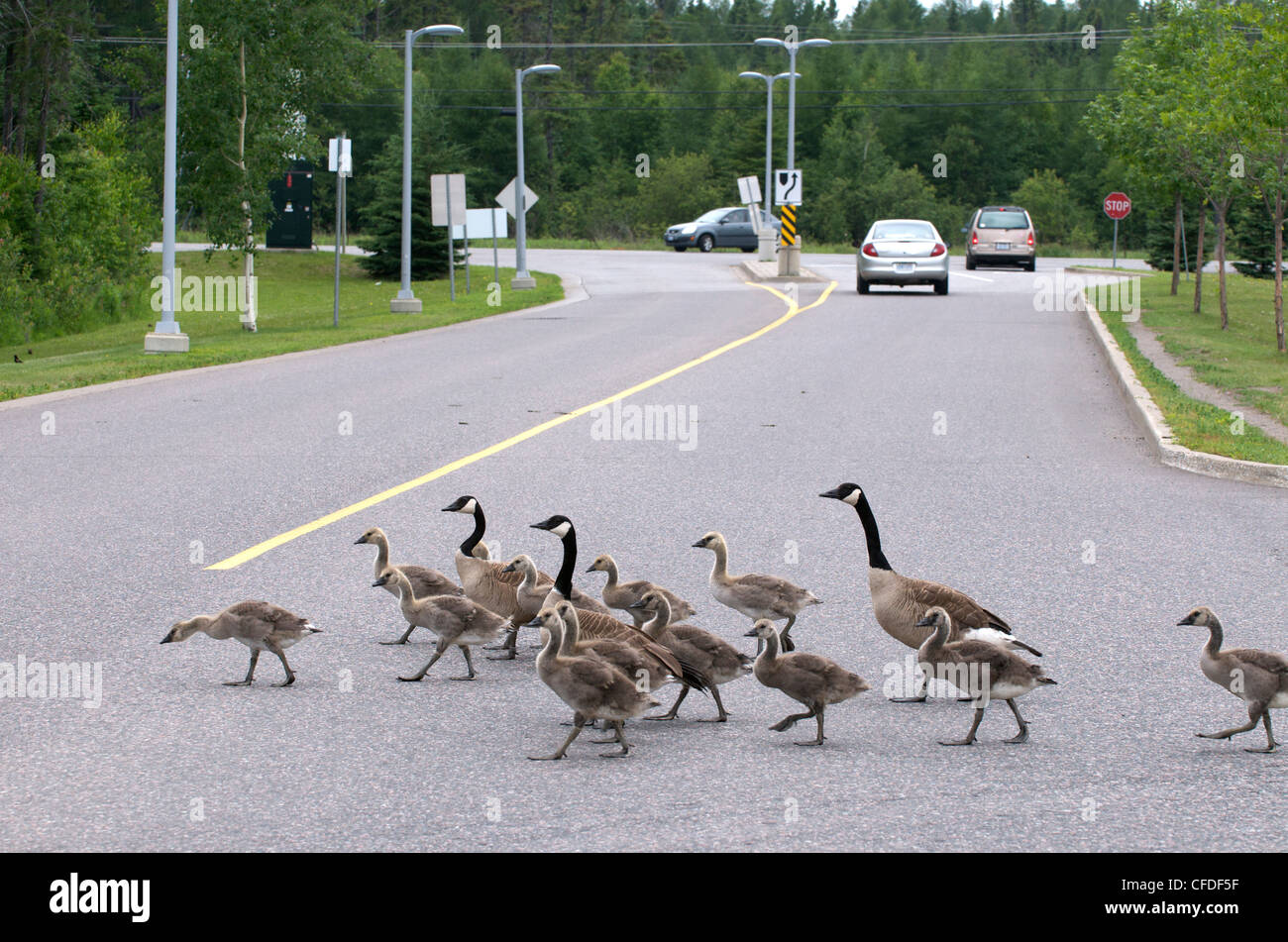 CanadGoose Brantcanadensis adulti giovani madri Foto Stock