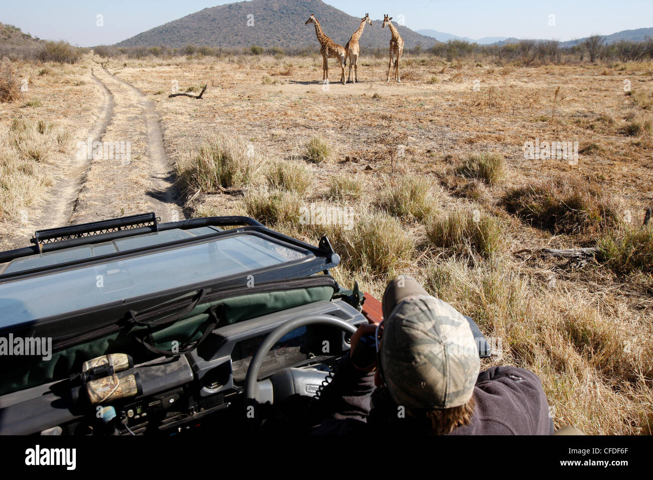 Veicolo di Safari e giraffe, Madikwe Game Reserve, Madikwe, Sud Africa e Africa Foto Stock