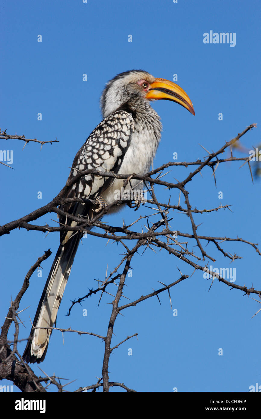 Southern Yellow hornbill (Tockus leucomelas), Madikwe Game Reserve, Madikwe, Sud Africa e Africa Foto Stock