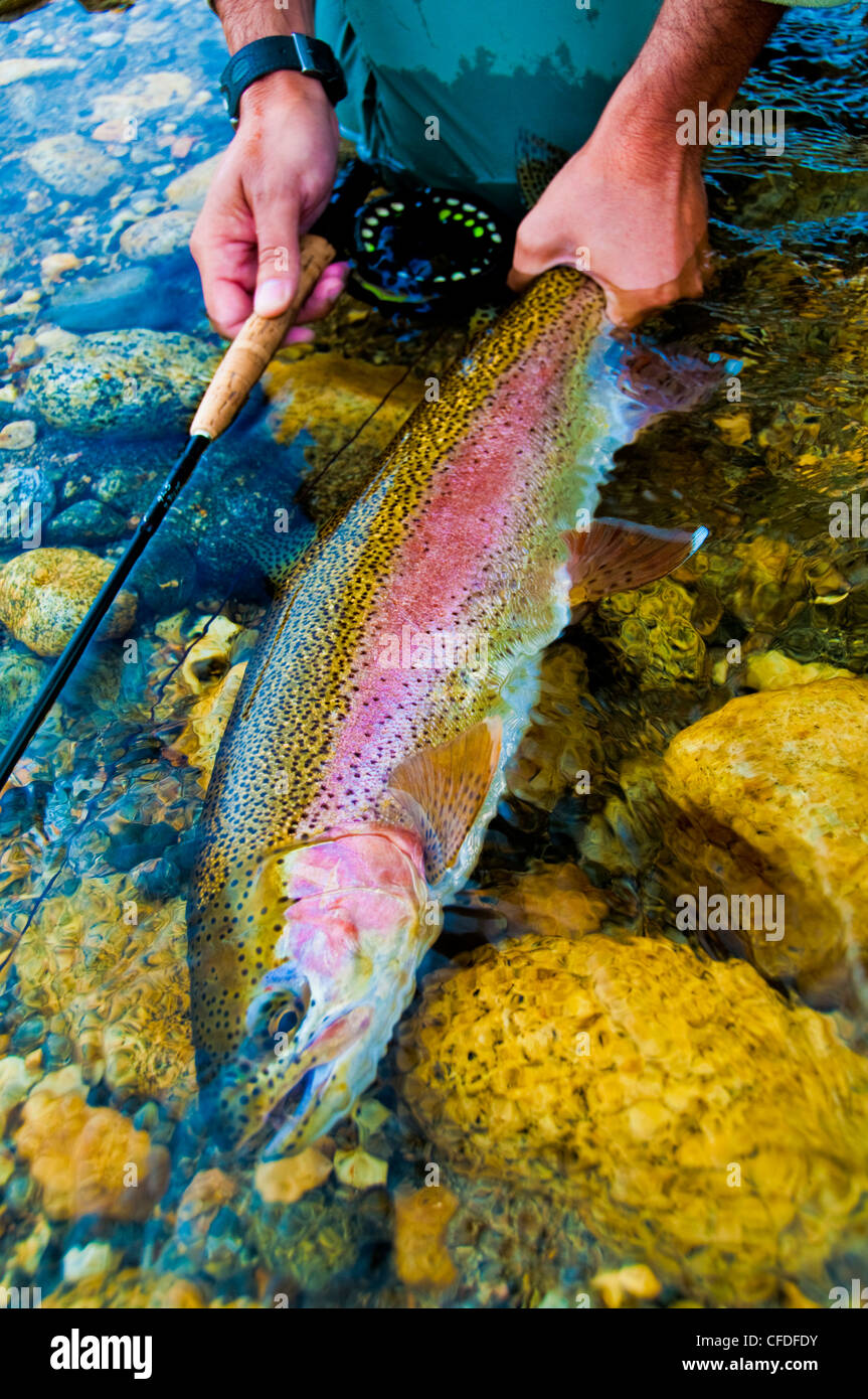 Uomo con canna da pesca e la trota arcobaleno Foto Stock