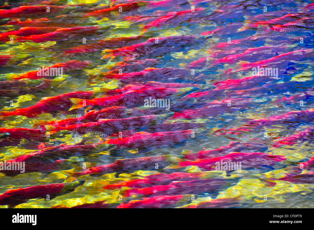 Il Salmone Sockeye, Adams River, British Columbia, Canada Foto Stock