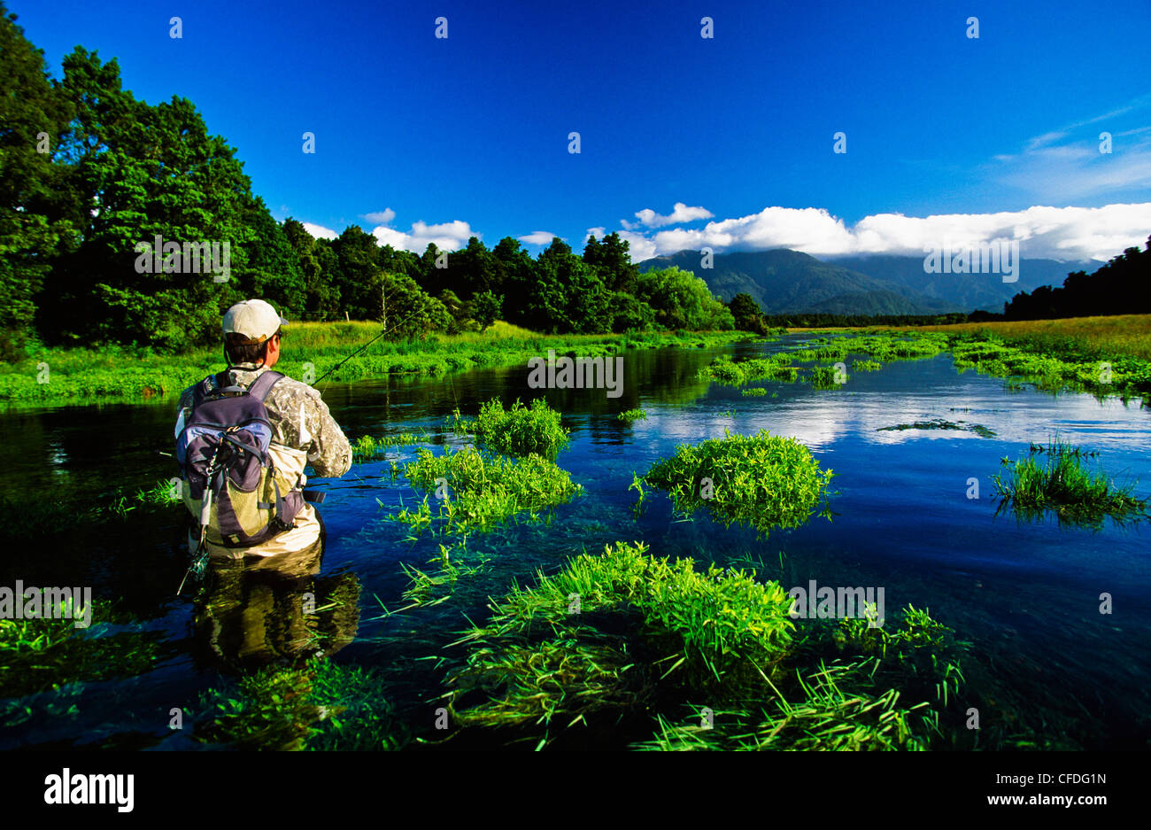 Uomo di Pesca a Mosca Report di Pesca, Spring Creek, Isola del Sud, Nuova Zelanda Foto Stock