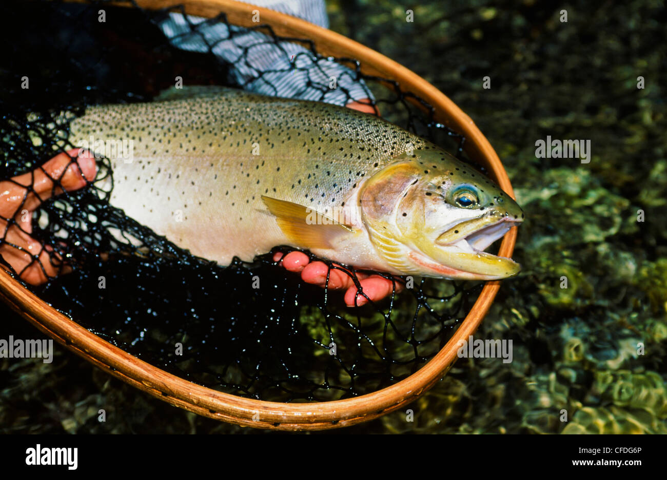 Uomo con pesce in net, Alexander Creek, British Columbia, Canada Foto Stock