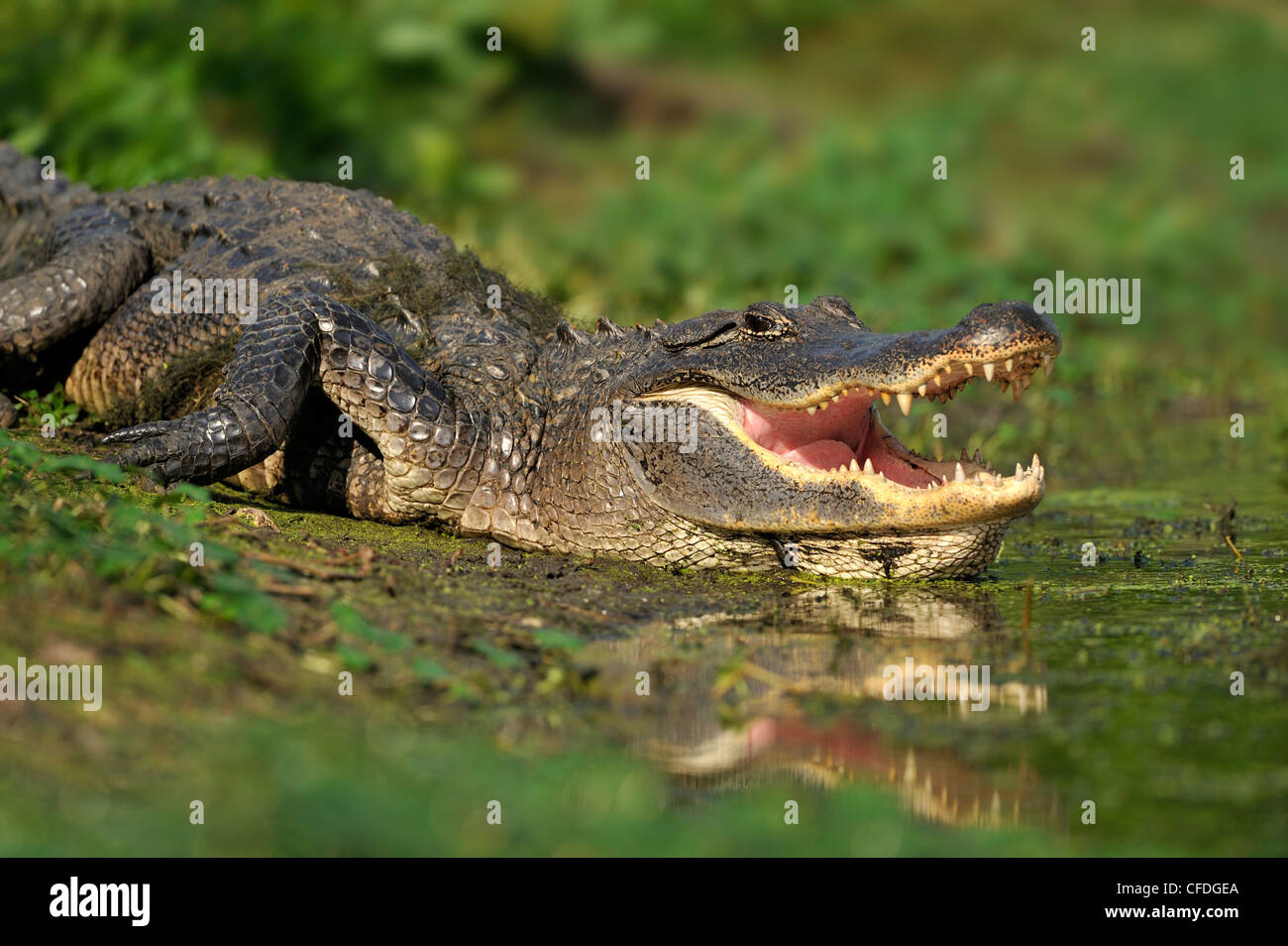 Alligatore a Brazos Bend State Park, Texas, Stati Uniti d'America Foto Stock