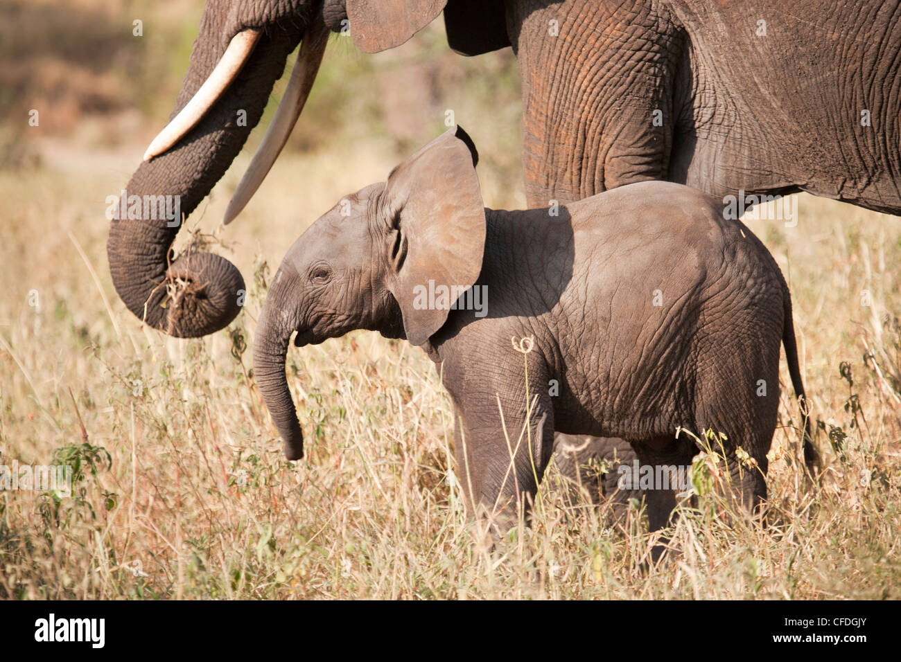 Elefante e vitello in Tarangire Riserva di Tanzania Foto Stock