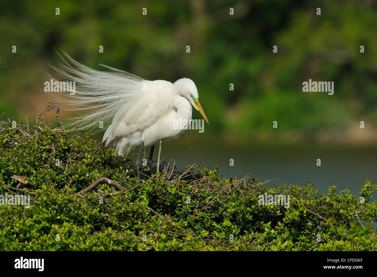 Airone bianco maggiore (Ardea alba) Foto Stock