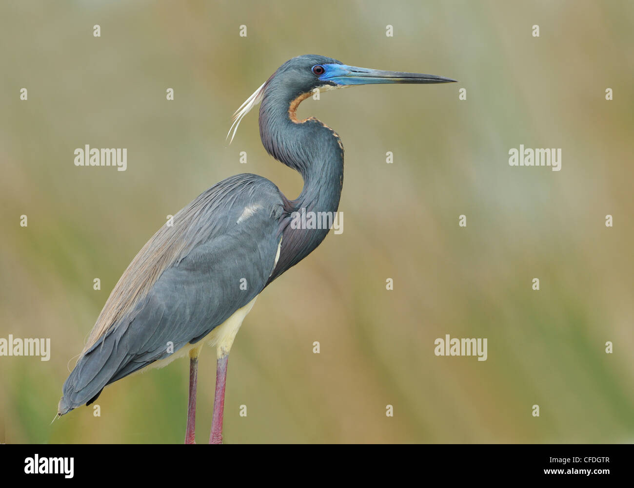 Airone tricolore (Egretta tricolore) - South Padre Island, Texas, Stati Uniti d'America Foto Stock