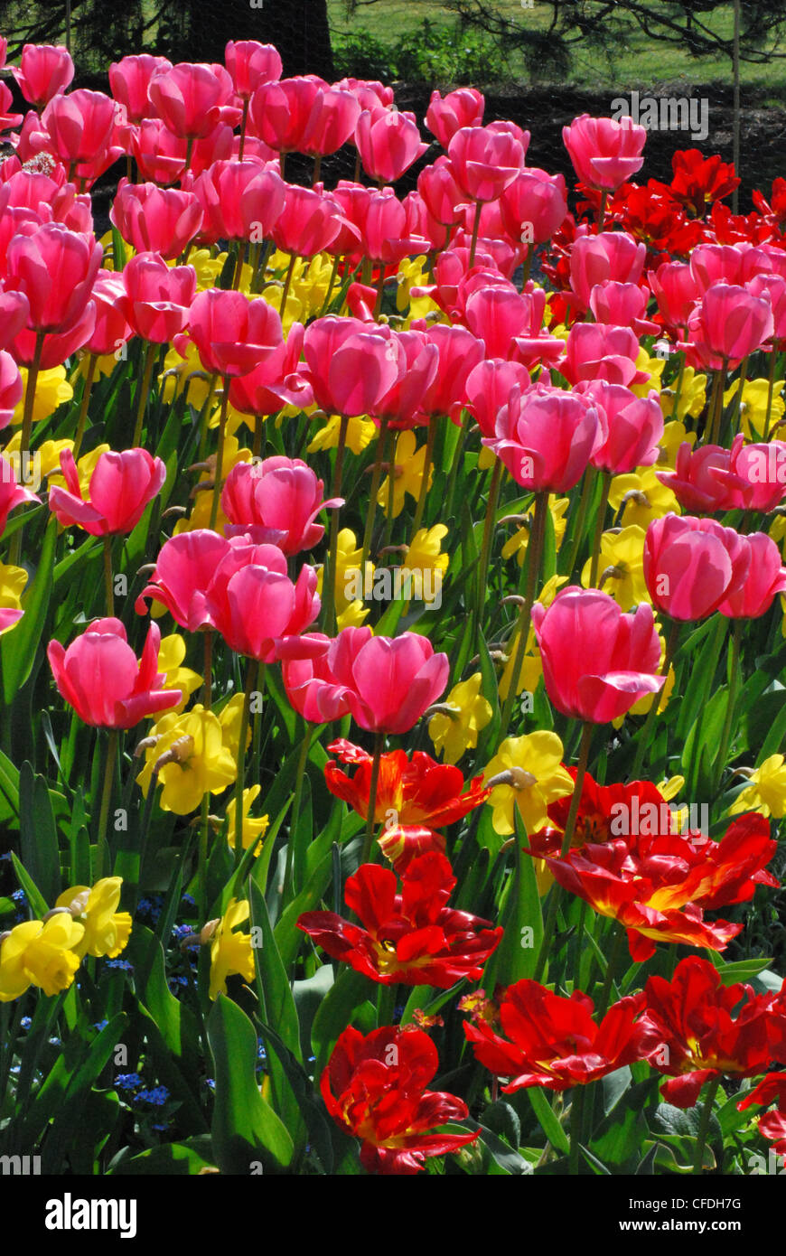 Tulipani Mixed Foto Stock