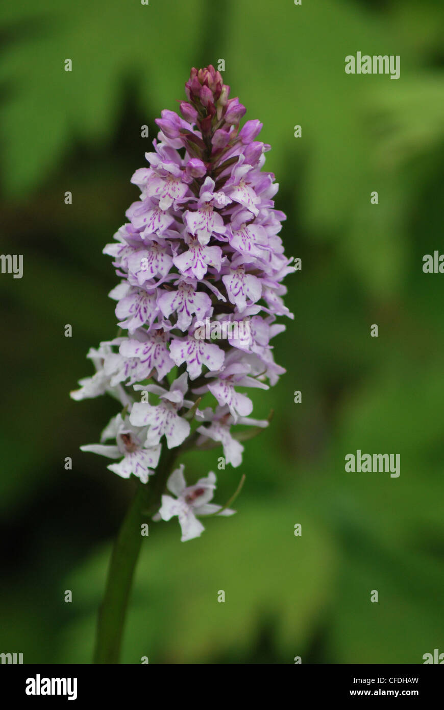 Wild British Marsh Orchid Foto Stock