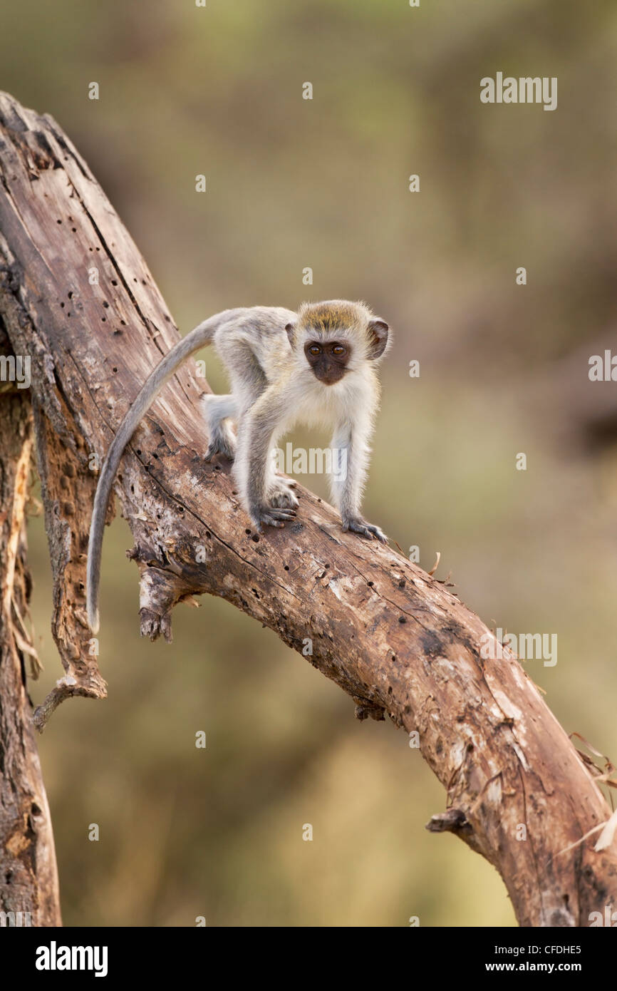 Infant Vervet Monkey in Tarangire Riserva di Tanzania Foto Stock