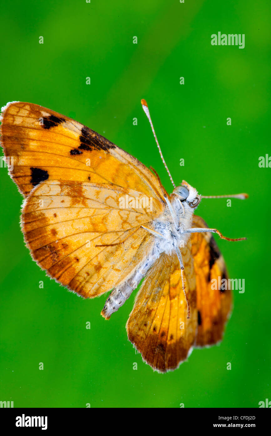 Perlacea Crescentspot Butterfly, (Phyciodes tharos) Foto Stock