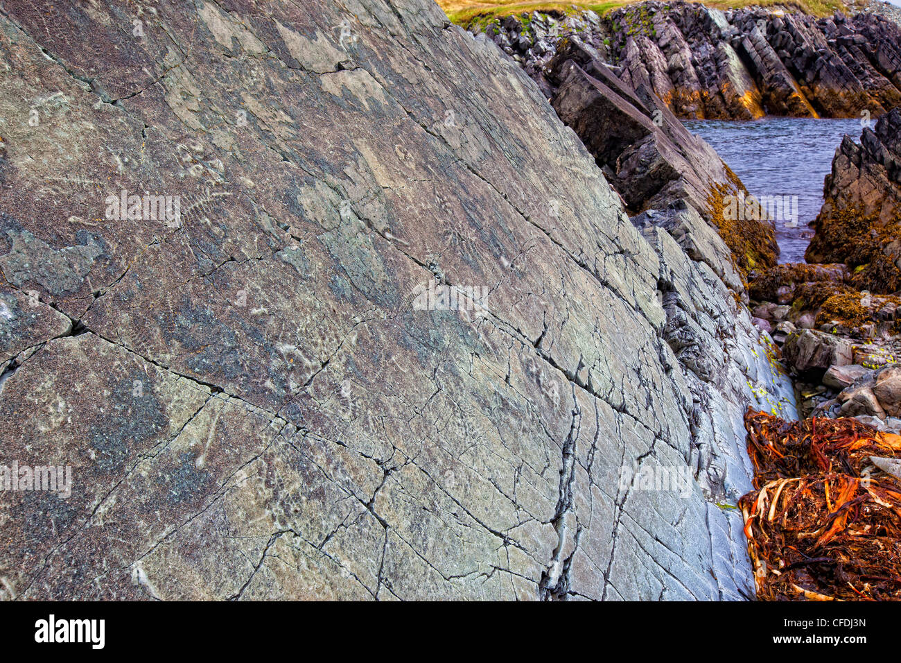 I fossili, punto sbagliato riserva ecologica, Avalon Penisola, Terranova e Labrador, Canada Foto Stock
