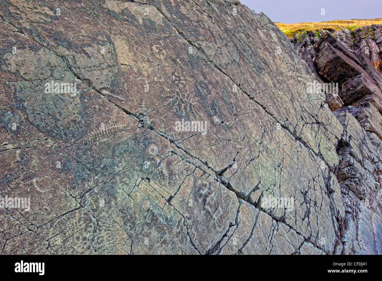 I fossili, punto sbagliato riserva ecologica, Avalon Penisola, Terranova e Labrador, Canada Foto Stock