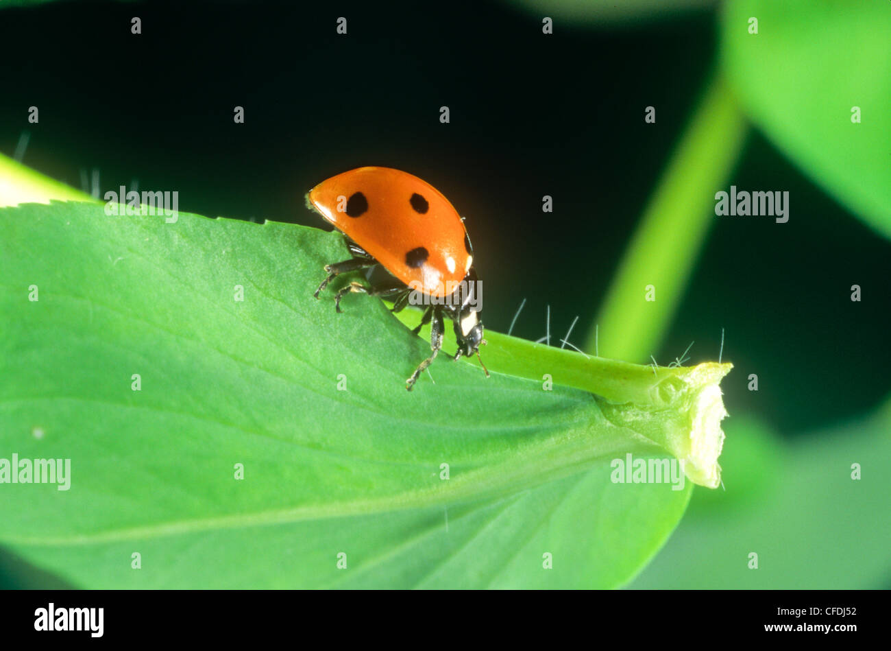 Sette-spotted Ladybug Beetle, (Coccinella septempunctata Foto Stock