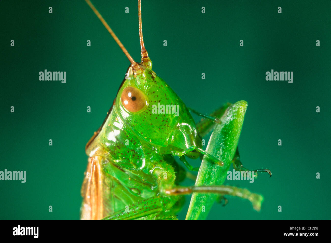 Glassy-winged stuzzicadenti Grasshopper, (Stenacris vitreipennis) Foto Stock