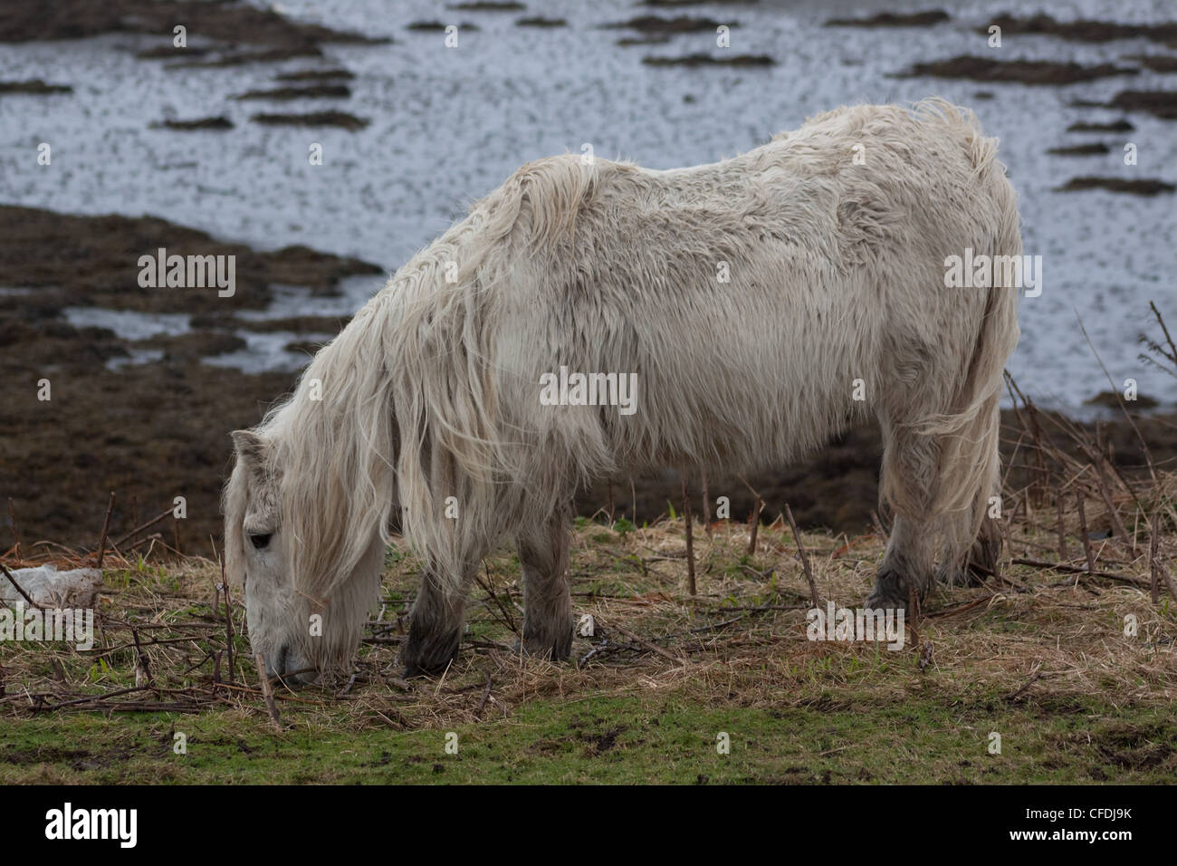 Un pony bianco sulle rive dell'isola di Canna, le piccole isole, Scozia, sotto la pioggia Foto Stock