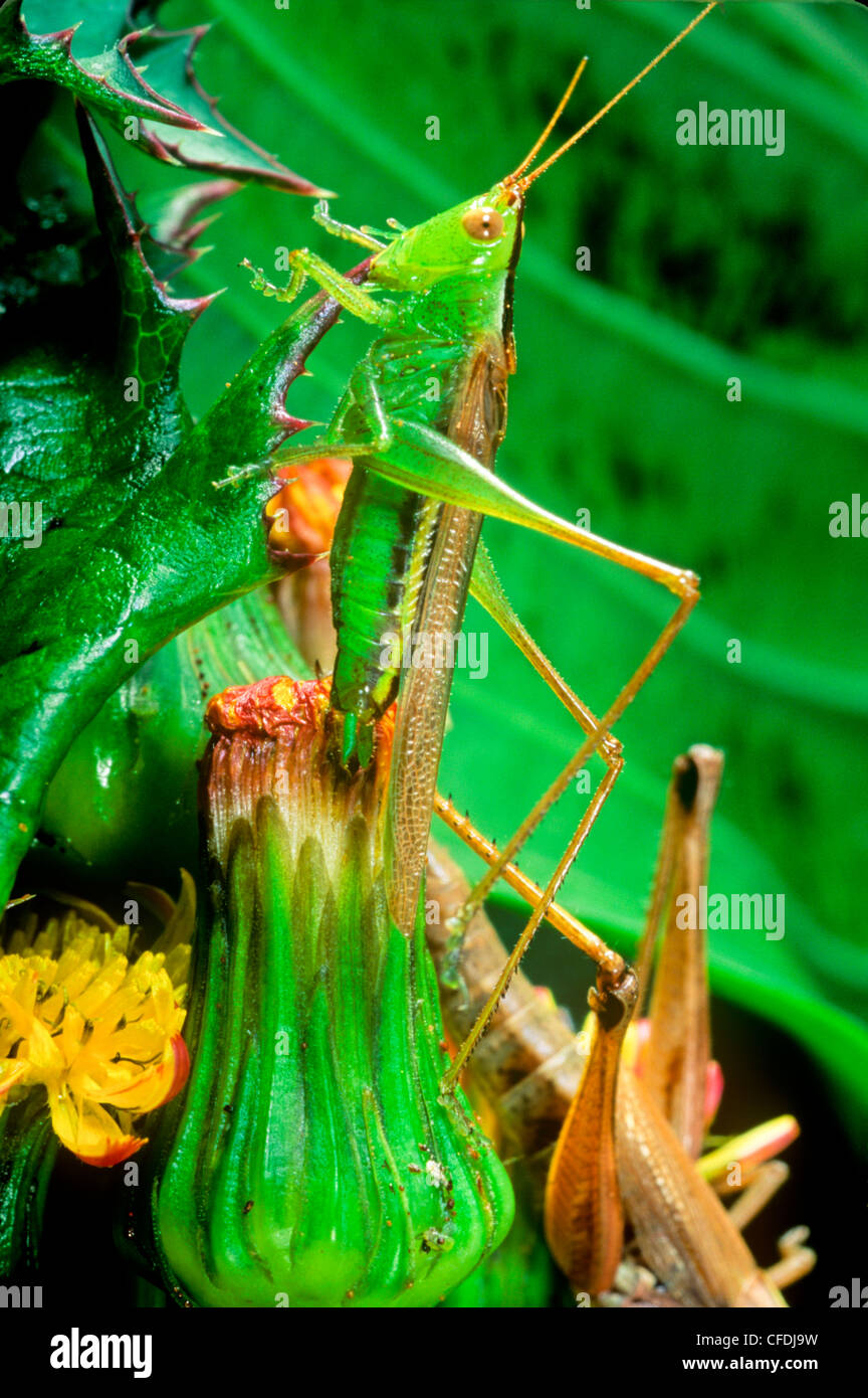 Glassy-winged stuzzicadenti Grasshopper, (Stenacris vitreipennis) Foto Stock